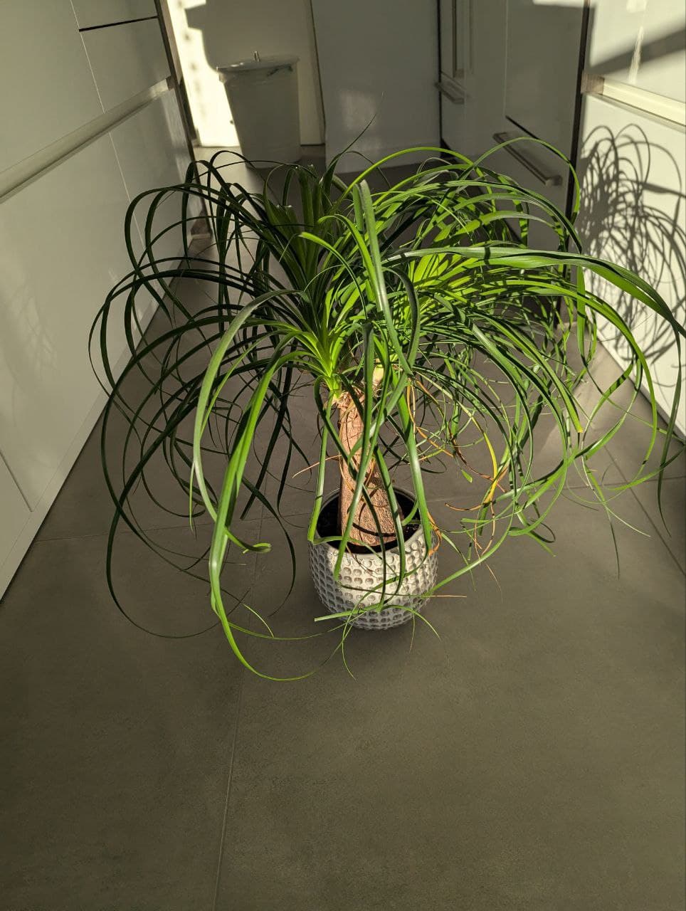 Der Fühlerbaum mit seinen charakteristischen, fühlerhaften Blättern